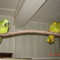 Perroquet amazone #6