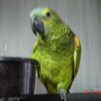 Perroquet amazone #7