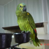 Perroquet amazone #9