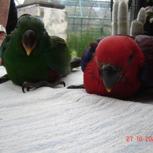 Perroquet éclectus #3