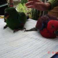 Perroquet éclectus #1