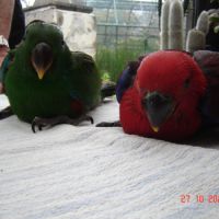 Perroquet éclectus #3