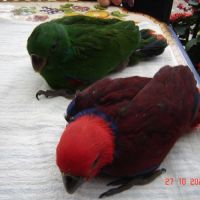 Perroquet éclectus #0