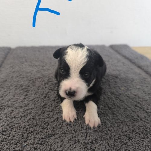 Chiots border collie #2