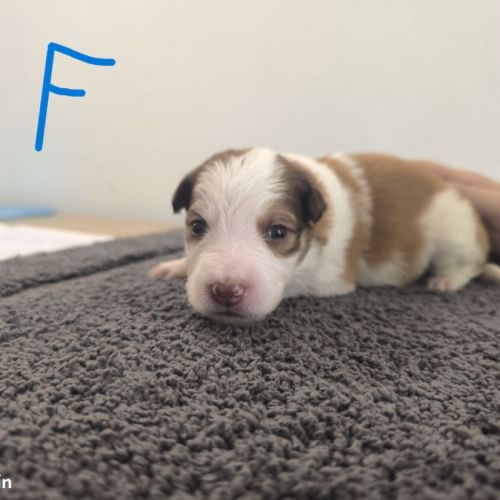 Chiots border collie #4