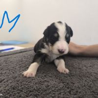 Chiots border collie #1