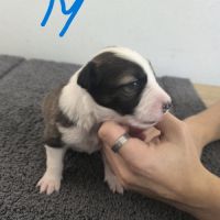 Chiots border collie #0