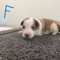 Chiots border collie #4