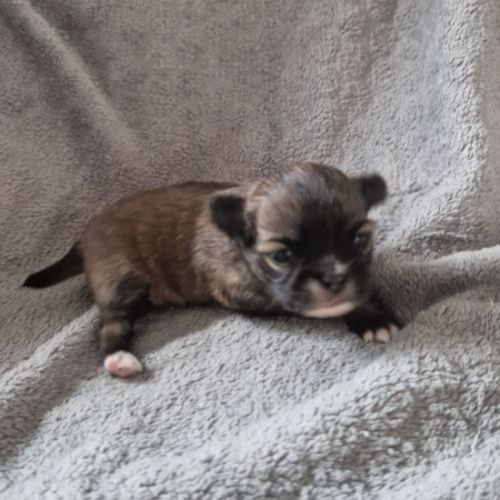 Apparence chihuahua pl #1