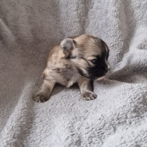 Apparence chihuahua pl #2