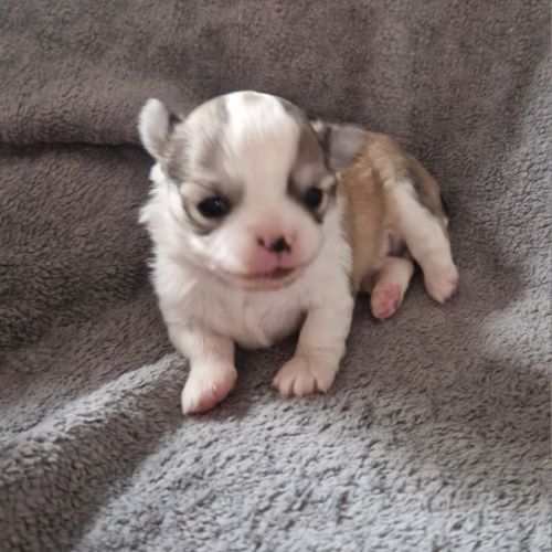 Apparence chihuahua pl