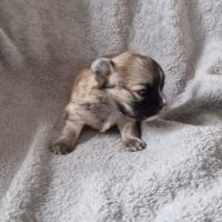 Apparence chihuahua pl #2