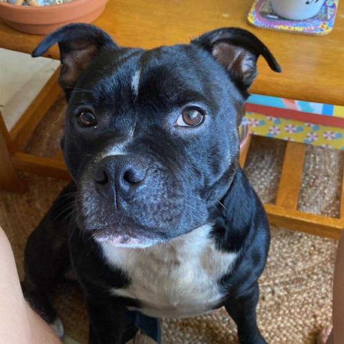 Rasta rocquet, l'adorable toutou