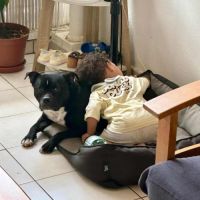 Rasta rocquet, l'adorable toutou #4