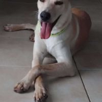 Budy le magnifique #1