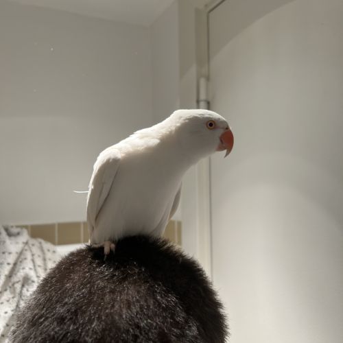 Perruche à collier blanc