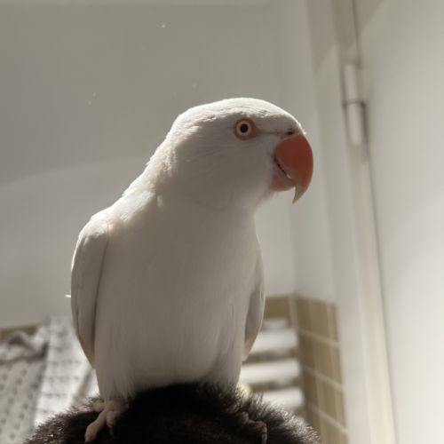 Perruche à collier blanc #2