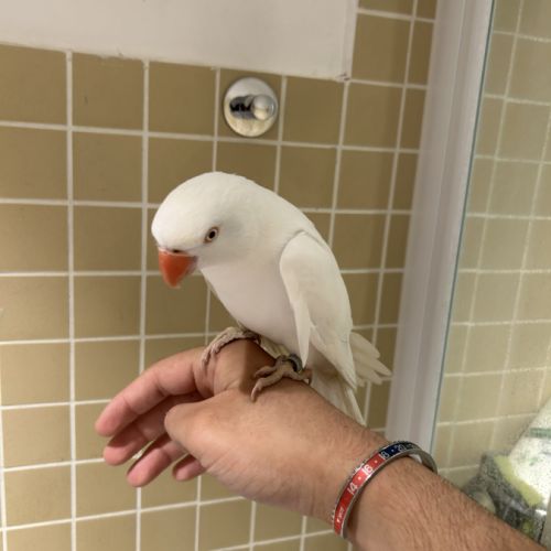 Perruche à collier blanc #3