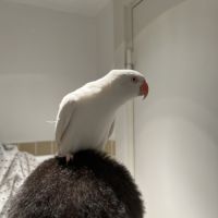 Perruche à collier blanc