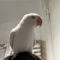 Perruche à collier blanc #2