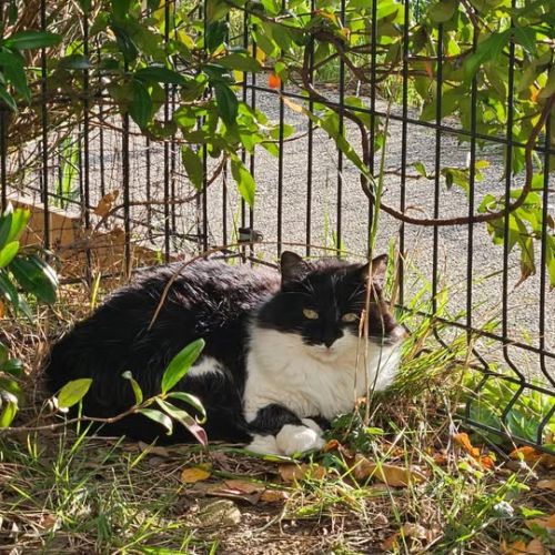 Chat panda à l adoption