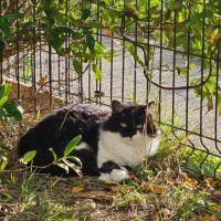 Chat panda à l adoption