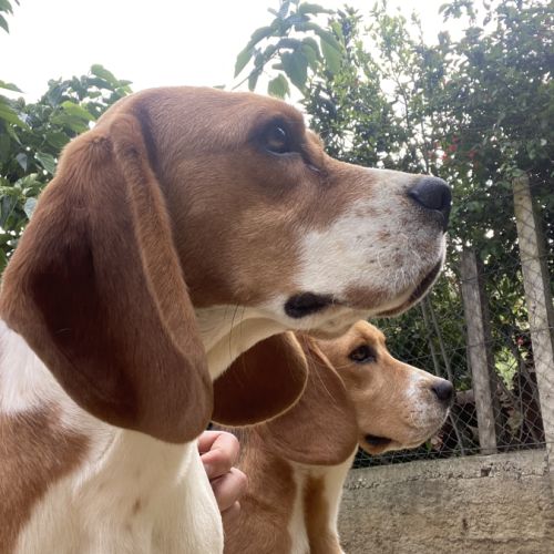 Chiots beagle lof #1