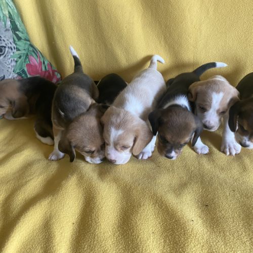 Chiots beagle lof #2