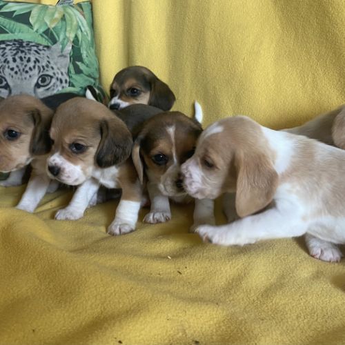 Chiots beagle lof #3