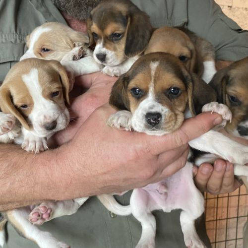 Chiots beagle lof