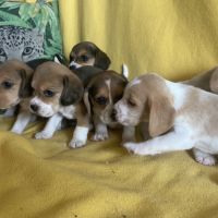 Chiots beagle lof #3