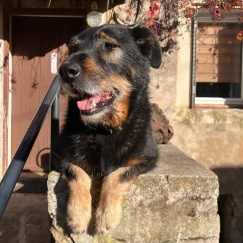 Chien neron à l adoption