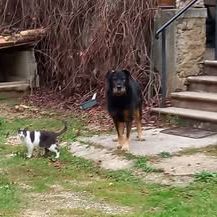 Chien neron à l adoption #3