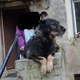 Chien neron à l adoption #2