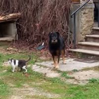 Chien neron à l adoption #3