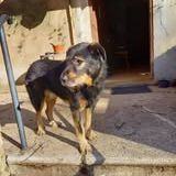 Chien neron à l adoption #4