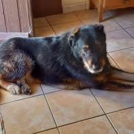 Chien neron à l adoption #5