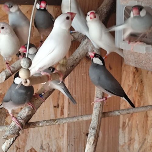 Mâles paddas de java 2025 #2