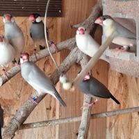 Mâles paddas de java 2025