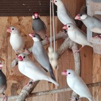 Mâles paddas de java 2025 #3