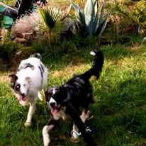 Chien lola  à l adoption