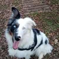 Chien lola  à l adoption