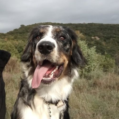 Chien isco à l adoption