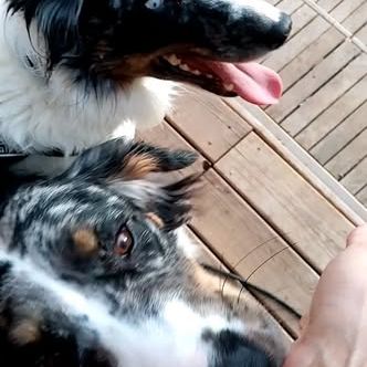 Chien isco à l adoption