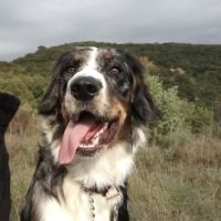 Chien isco à l adoption