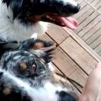 Chien isco à l adoption