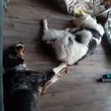 Chien isco à l adoption #2