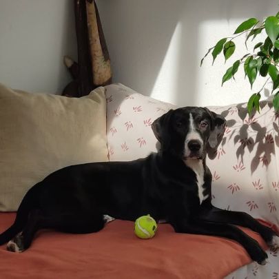 Chien gucci à l adoption