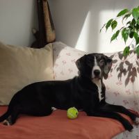 Chien gucci à l adoption #0