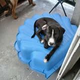 Chien gucci à l adoption #2